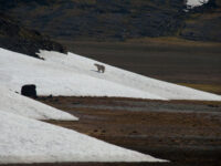 Polar Bear, Snow,. Spitsbergen, July © Erwin Vermeulen-Oceanwide Expeditions.jpg_Erwin Vermeulen