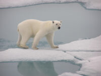 Polar Bear, Spitsbergen, September © Mike Murphy-Oceanwide Expeditions (3).JPG_Mike Murphy