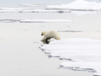 Polar bear and pack ice © Geert Kroes - Oceanwide Expeditions.jpg_Geert Kroes