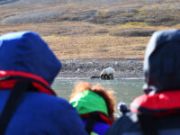 Polar bear at Freemansundet © Geert Kroes - Oceanwide Expeditions.jpg_Geert Kroes