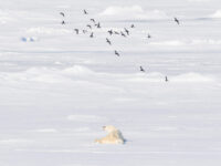 Polar bear on the pack ice © Andrew Peacock - Oceanwide Expeditions.jpg_Andrew Peacock