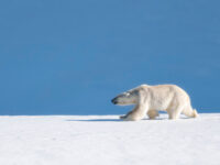 Polar bear on the pack ice © Ilja Reijnen - Oceanwide Expeditions_Ilja Reijnen
