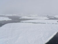 Polar bear prints in the Arctic pack ice © Andreas Alexander - Oceanwide Expeditions_Andreas Alexander