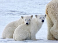 Polar bears, Svalbard, Juli © Nikki Born-Oceanwide Expeditions.jpg_Nikki Born
