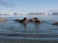Poolepynten - Prins Karls Forland-9198 © Troels Jacobsen-Oceanwide Expeditions.jpg_Troels Jacobsen