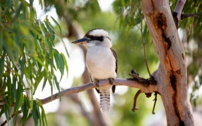 Pretty-Beach-House_Sydney-Surrounds_Kookaburra