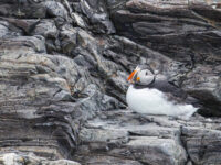 Puffin, Svalbard © Sara Jenner - Oceanwide Expeditions_Sara Jenner
