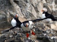 Puffins, Svalbard © Simone Flörke - Oceanwide Expeditions_Simone Flörke
