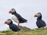Puffins on Fair Isle © Sara Jenner - Oceanwide Expeditions (1).jpg_Sara Jenner