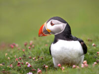 Puffins on Fair Isle © Sara Jenner - Oceanwide Expeditions (2).jpg_Sara Jenner