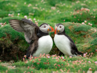 Puffins on Fair Isle © Sara Jenner - Oceanwide Expeditions (5).jpg_Sara Jenner