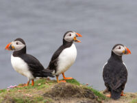 Puffins on Fair Isle © Sara Jenner - Oceanwide Expeditions (6).jpg_Sara Jenner