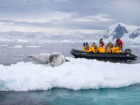 Quark Expeditions - Crabeater Seals - Antarctica - Credit Acacia Johnson