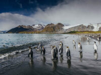 Quark Expeditions - King Penguins - South Georgia - Credit David Merron (1)