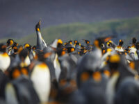 Quark Expeditions - King Penguins - South Georgia - Credit David Merron (3)
