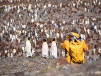 Quark Expeditions - King Penguins - St Andrews Bay South Georgia - Credit Acacia Johnson