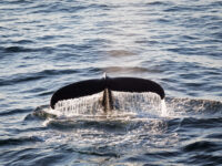 Quark Expeditions_Arctic Saga_Fair Isle, Faroes, and Spitsbergen_Birds & Bears_acaciajohnson_humpback_whale_greenland__3_Credit_AcaciaJohnson