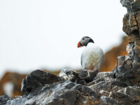 Quark Expeditions_Arctic Saga_Fair Isle, Faroes, and Spitsbergen_Birds & Bears_atlantic_puffin_Credit_AcaciaJohnson