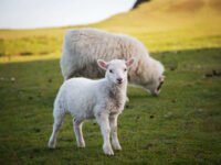 Quark Expeditions_Arctic Saga_Fair Isle, Faroes, and Spitsbergen_Birds & Bears_fairisle_Credit-AcaciaJohnson_2