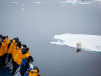 Quark Expeditions_Arctic Saga_Fair Isle, Faroes, and Spitsbergen_Birds & Bears_polar_bear_sea_ice_svalbard_Credit_AcaciaJohnson