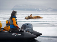 Quark Expeditions_Arctic Saga_Fair Isle, Faroes, and Spitsbergen_Birds & Bears_walrus_cruise_waldenoya_svalbard_Credit_AcaciaJohnson