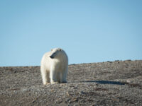 Quark Expeditions_Arctic Saga_Fair Isle, Faroes, and Spitsbergen_acaciajohnson_svalbard_2016__11_Credit_AcaciaJohnson