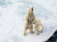 Quark Expeditions_Intro to Spitsbergen_ARC_2019.06.26-3534_Credit_MichelleSole
