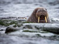 Quark Expeditions_Intro to Spitsbergen_Arctic; Ocean Adventurer; Norway; Svalbald; Walrus-7029_Credit_NickySouness