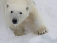 Quark Expeditions_Intro to Spitsbergen_SEF_NOR_05062018 090148_Credit_SueFlood
