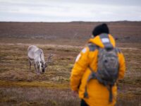 Quark Expeditions_Intro to Spitsbergen_svalbard_reindeer_sundneset_12_Credit_AcaciaJohnson
