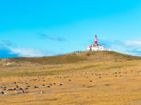 QuarkExpeditions_AdobeStock_229417007_IslaMagdalena-Patagonia-Chile_Credit-ggfoto-AdobeStock