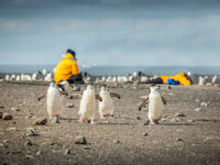ANTARCTIC EXPLORER Discovering the 7th Continent plus Cape Horn & Diego Ramirez