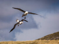 QuarkExpeditions_Black_Browed_Albatross_West_Point_Island_FalklandIsland_AcaciaJohnson_2