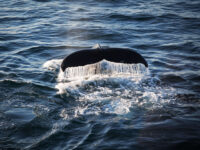 QuarkExpeditions_NWP-Footstep-Franklin_humpback_whale_greenland_Credit-AcaciaJohnson_1