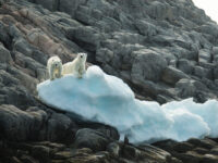 Spitsbergen Photography Domain of the Polar Bear