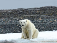 Spitsbergen Explorer