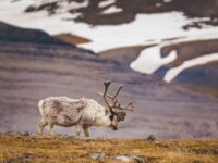 Spitsbergen Explorer
