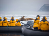 QuarkExpeditions_Spitsbergen-Explorer__walrus_cruise_waldenoya_svalbard_Credit-AcaciaJohnson_6