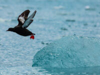 QuarkExpeditions_Spitsbergen-Highlights_Arctic; Ocean Adventurer; Norway; Svalbald; Monico Glacier_Credit-NickySouness