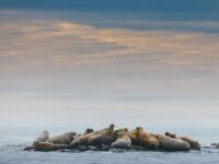 QuarkExpeditions_Spitsbergen-Highlights_Credit-DavidMerron-263