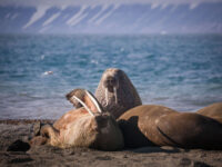 QuarkExpeditions_Spitsbergen-Highlights_walrus_ardneset_svalbard_Credit-AcaciaJohnson_3