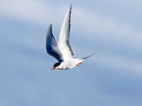 QuarkExpeditions_ThreeArcticIslands-Northbound_Arctic; Ocean Atlantic; Svalbald; Bird; Arctic Tern_Credit-NickySouness