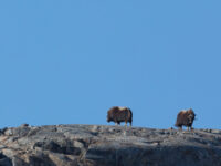 QuarkExpeditions_ThreeArcticIslands-Northbound_Credit-Sam Crimmin-20160810-_U2A0007