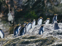QuarkExpeditions__21A1476_DavidMerron