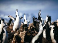 QuarkExpeditions__21A6998-2-Edit_DavidMerron