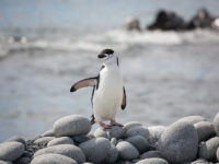 CROSSING THE CIRCLE: Southern Expedition with flights from Buenos Aires