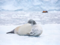QuarkExpeditions_crabeater_seal_paradise_harbour_acaciajohnson_1