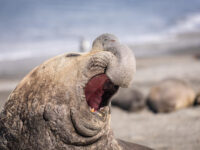 QuarkExpeditions_elephant_seal_St_Andrews_Bay_SouthGeorgia_AcaciaJohnson