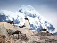 QuarkExpeditions_gentoo_penguin_acaciajohnson_6