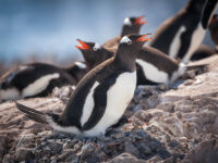 QuarkExpeditions_gentoo_penguins_neko_harbour_acaciajohnson_1